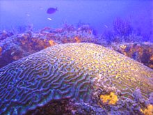 Virgin Islands Sea Life: The Natural World Underwater