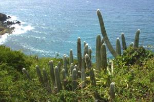 cacti near concordia sea background
