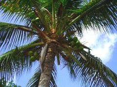 coconut palm from below