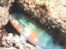 colorful parrotfish in coral