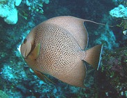 gray french angelfish