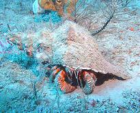 hermit crab marine on reef