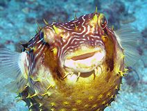porcupine pufferfish