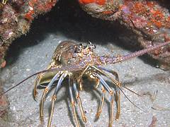 spiny lobster under reef