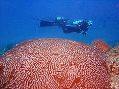 Virgin Island scuba diving 03 by gargoyle software