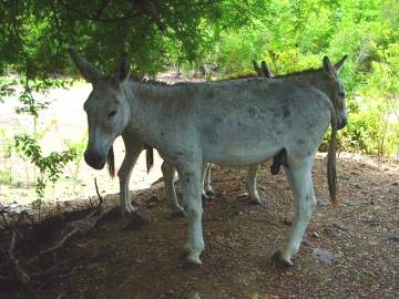 Virgin Island Travel safety donkeys