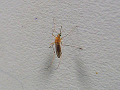 Virgin Island Travel safety mosquito