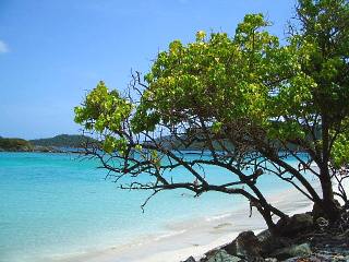 Virgin Islands National Park Cinnamon beach east with tree foreground