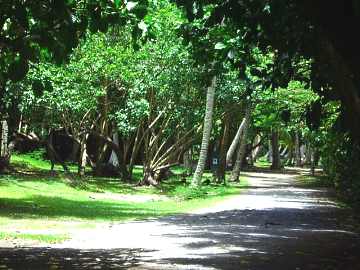Virgin Islands National Park Cinnamon grounds