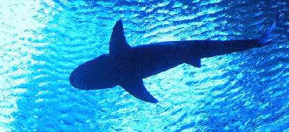 Virgin Island Shark attacks sillhouette
